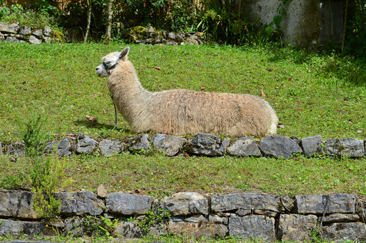 Is Alpaca Wool Cruelty Free?