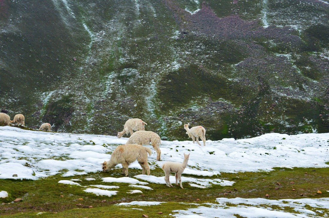White flock of alpacas grazing in a snowy mountainous landscape, surrounded by stunning natural scenery.