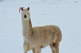 Is Alpaca Wool Hypoallergenic or Lanolin-Free?