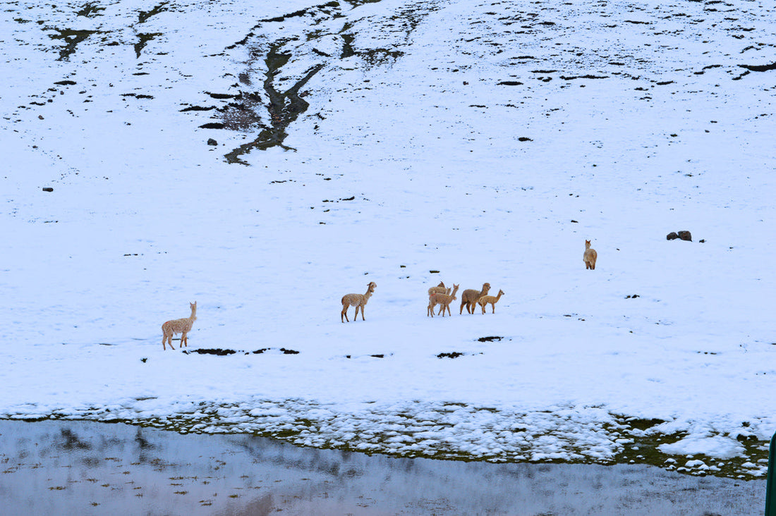 Is Alpaca Wool Sustainable?