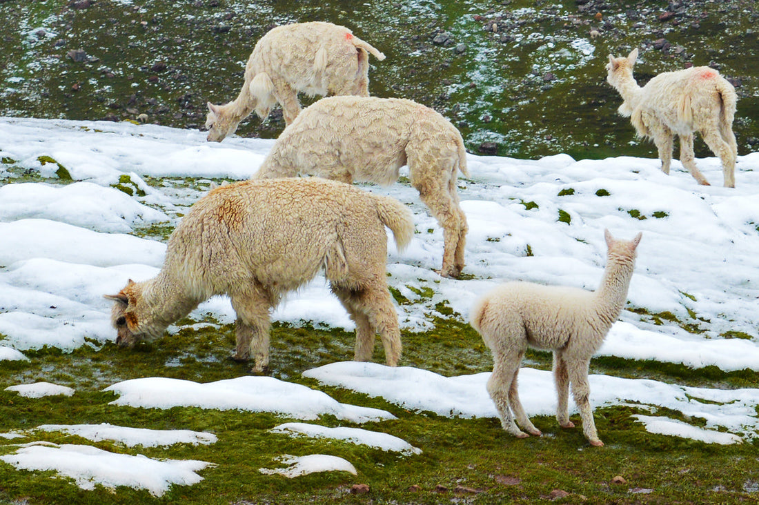 What Is Baby Alpaca? (Quality and Origin)