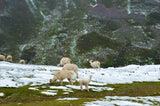 White flock of alpacas grazing in a snowy mountainous landscape, surrounded by stunning natural scenery.