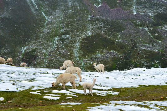 White flock of alpacas grazing in a snowy mountainous landscape, surrounded by stunning natural scenery.