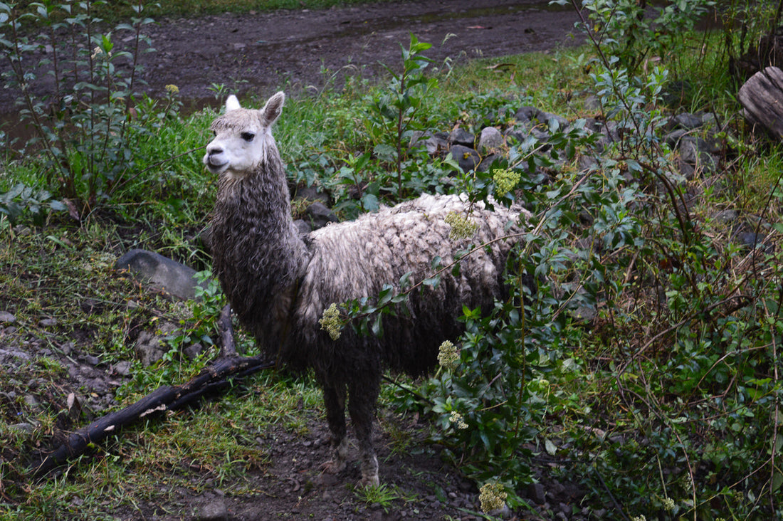 How Do You Wash Alpaca Woolen Products? (Step-By-Step Guide)