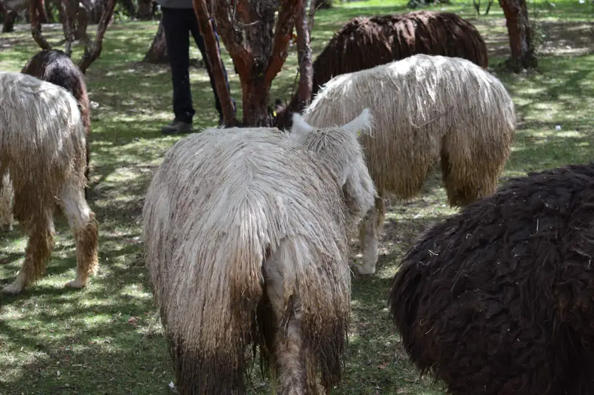 Is Alpaca Wool Hypoallergenic? - Learn If You have Allergenic