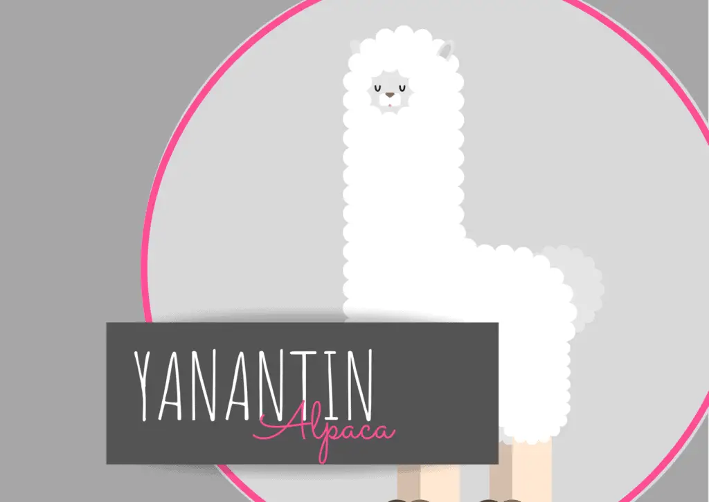 https://www.yanantin-alpaca.com/wp-content/uploads/2021/05/Coming-Soon-1024x726.png